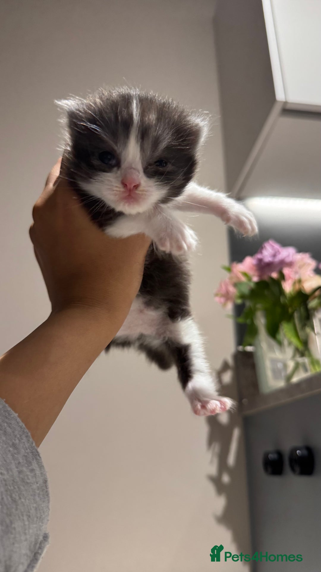 British Shorthair cats for sale: 🐾✨ Looking for Their Forever Home ✨🐾 - Image 19