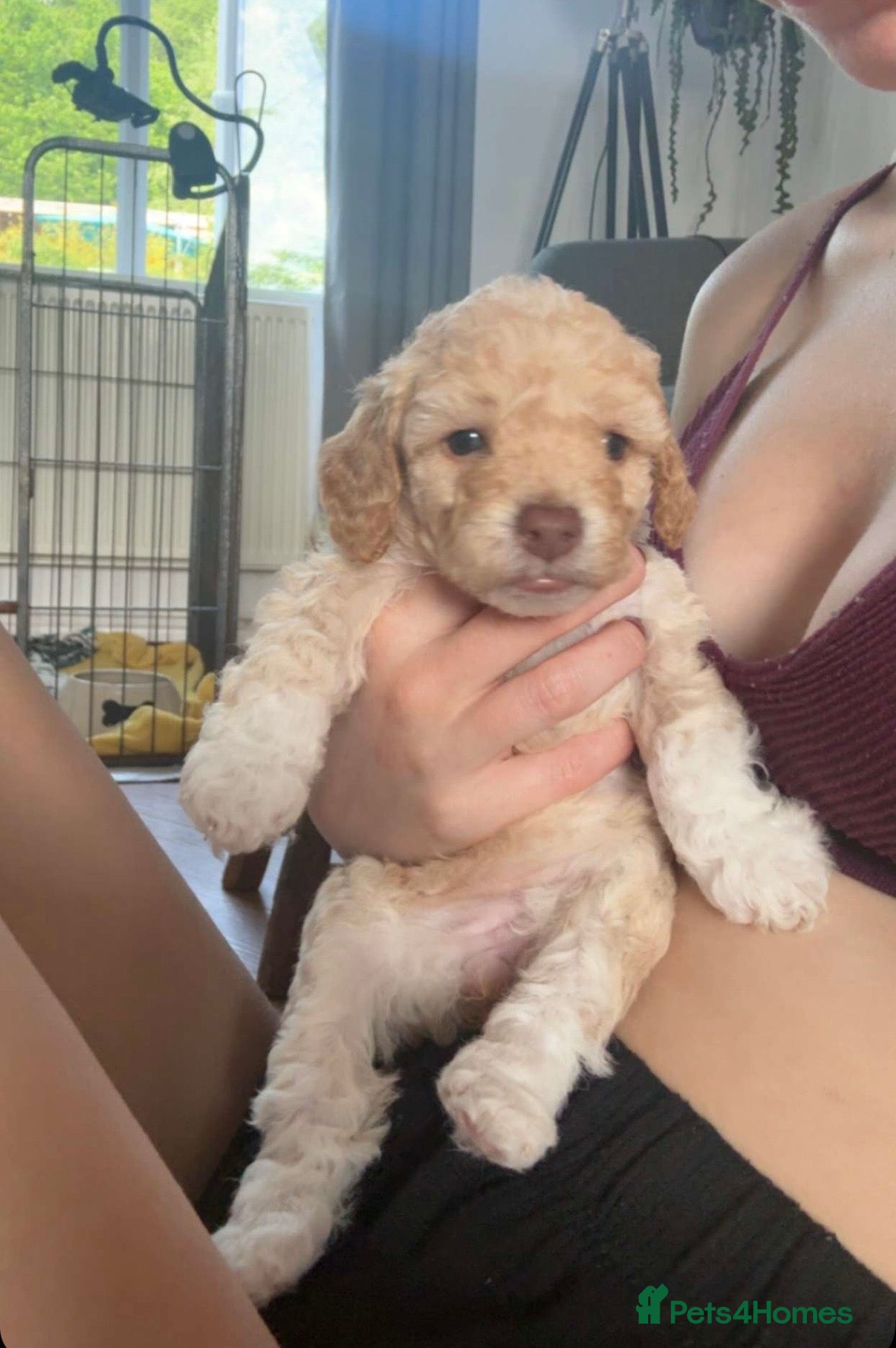 Mixed Breed dogs Adorable  cockapoo x Cavapoo puppies  - Advert 1