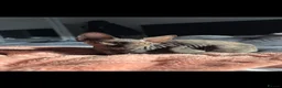 Sphynx cats for sale: Black Sphynx Tortoiseshell Cat - Advert 3