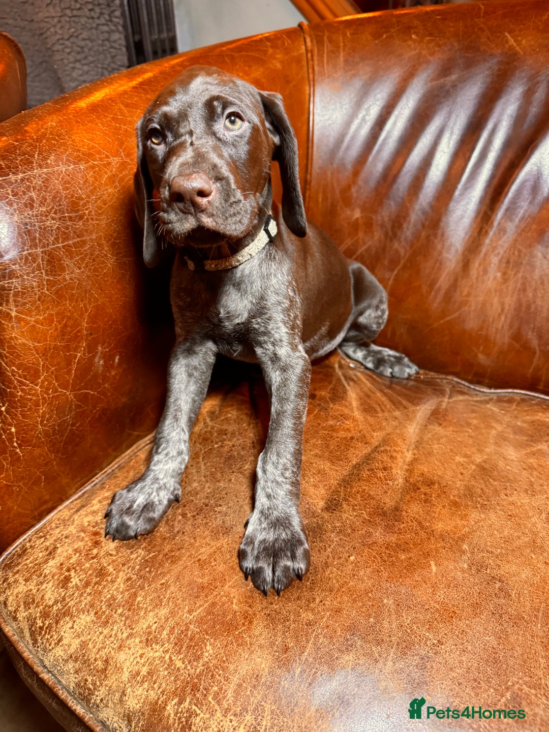 German Shorthaired Pointer dogs for sale: KC Reg Champ blood Lines GSP Pointer Pups - Leeds - Advert 7