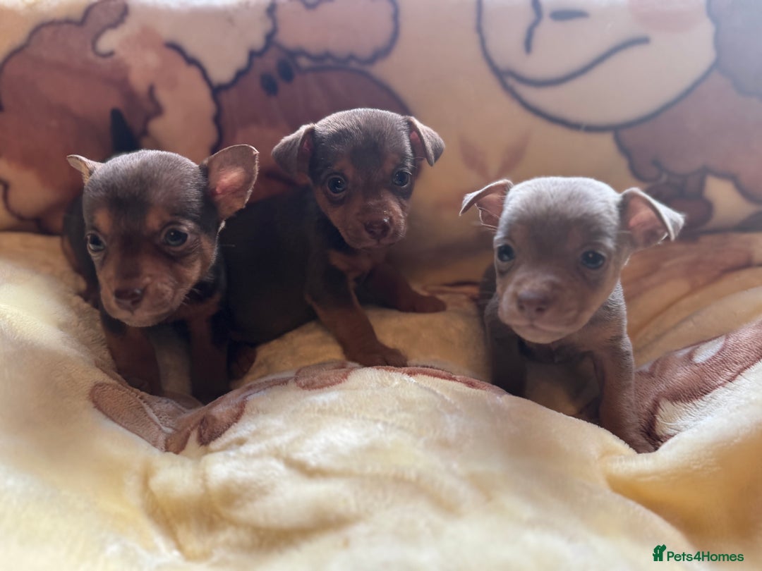 Jack Russell dogs for sale: Much Wenlock stunning miniature puppy  - Advert 10