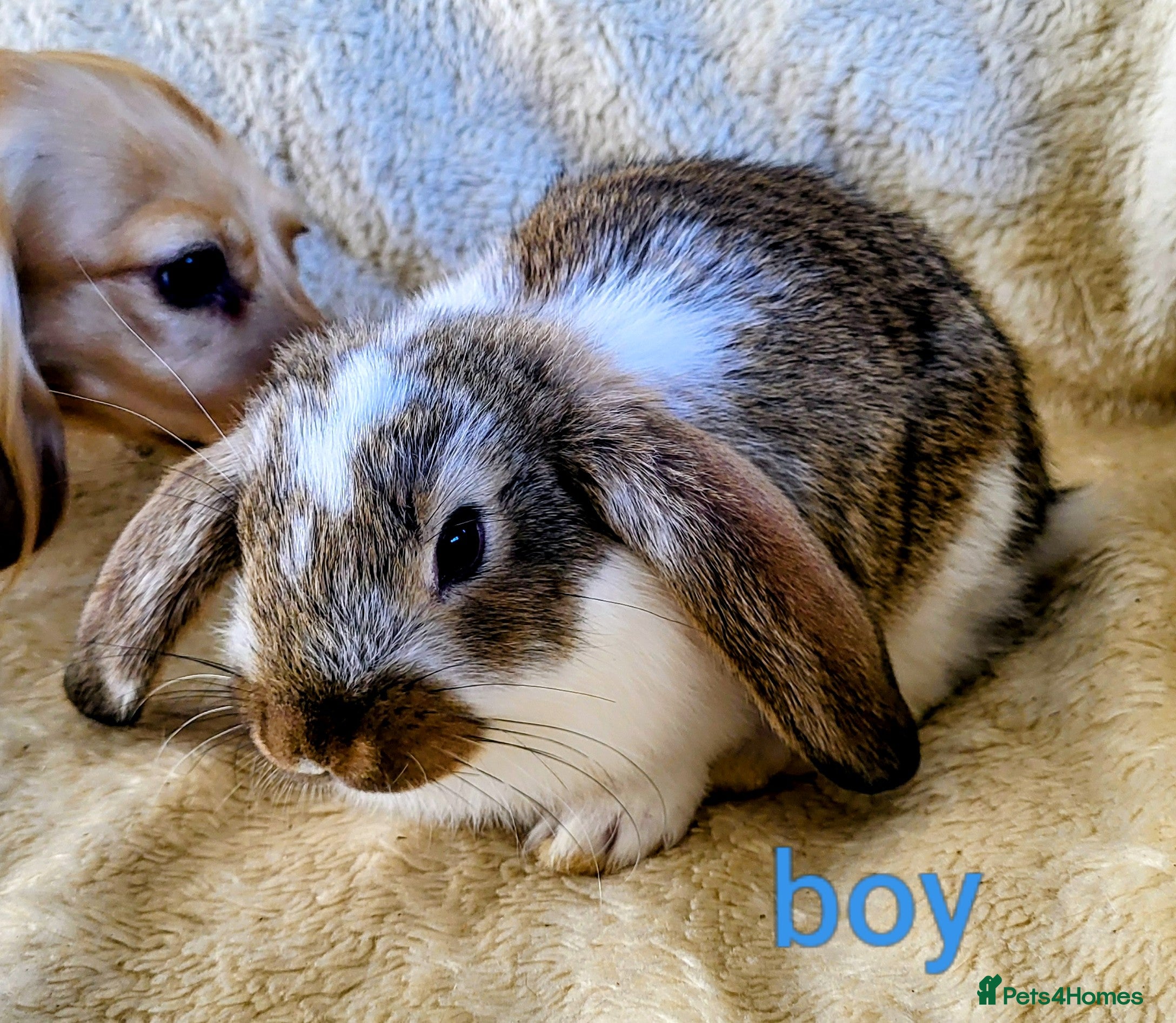 Mini Lop rabbits for sale: French lop x mini lop  - Advert 23