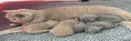 British Shorthair cats for sale: 🤍British Shorthair Kittens🤍 - Advert 13