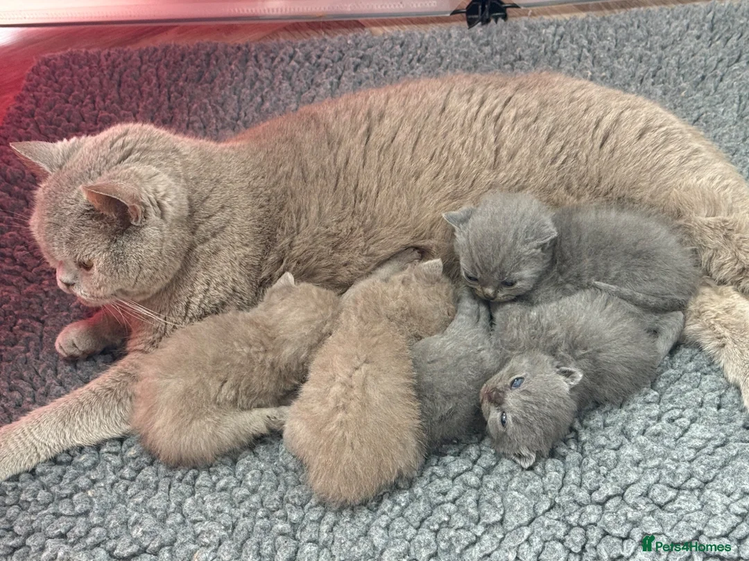 British Shorthair cats for sale: 🤍British Shorthair Kittens🤍 - Advert 13