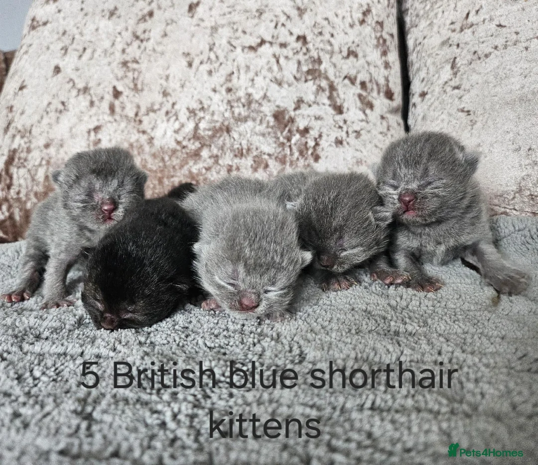 British Shorthair cats for sale: British shorthair kittens 5  - Advert 2