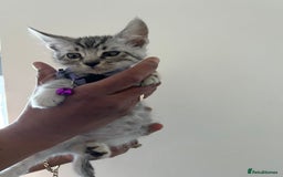 Bengal cats for sale: Bengal x Maine coon  - Image 7