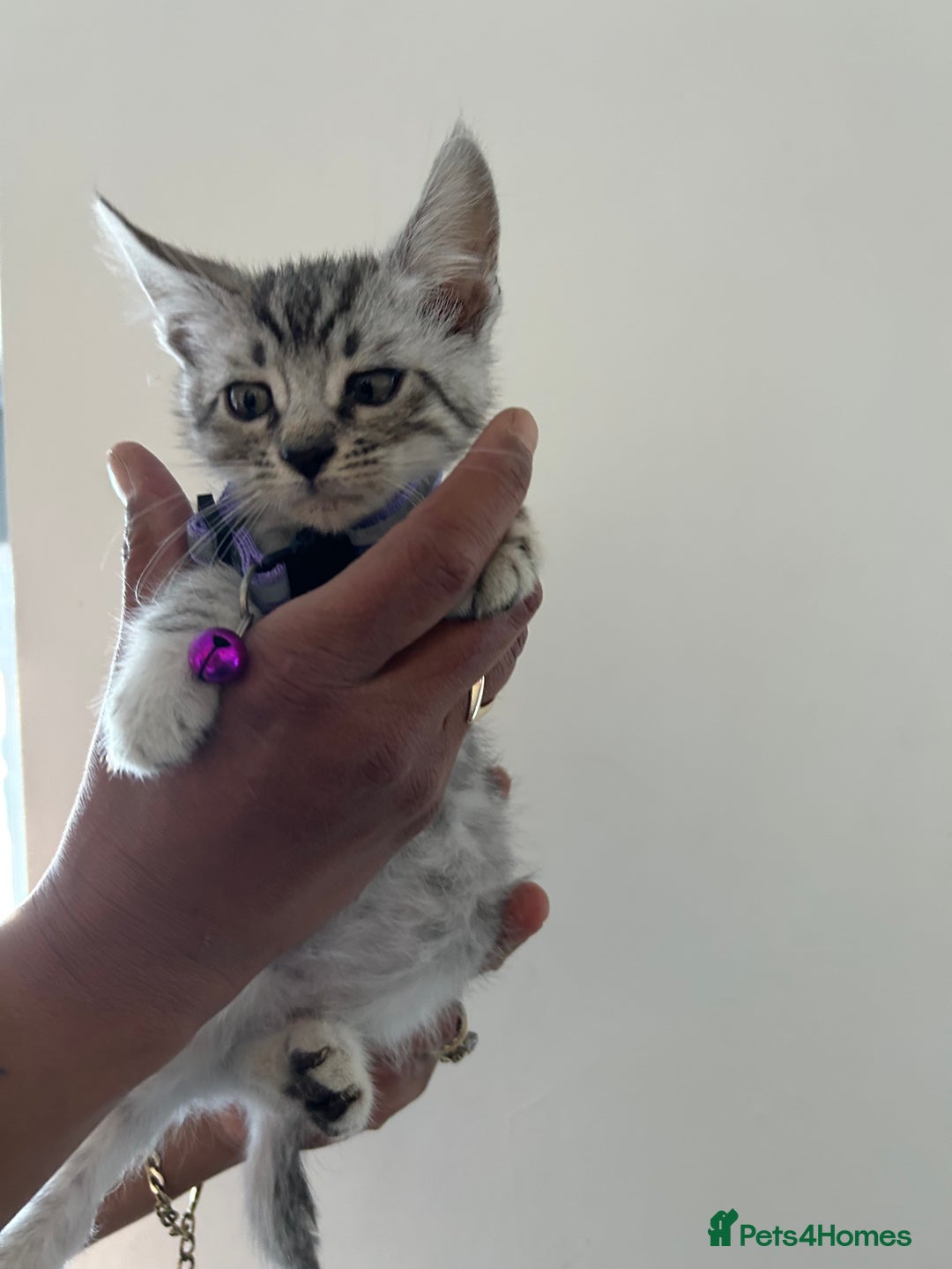 Bengal cats for sale: Bengal x Maine coon  - Image 7