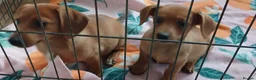 Mixed Breed dogs for sale: 2 beautiful pomerainian/daschund puppies 400 each - Advert 3