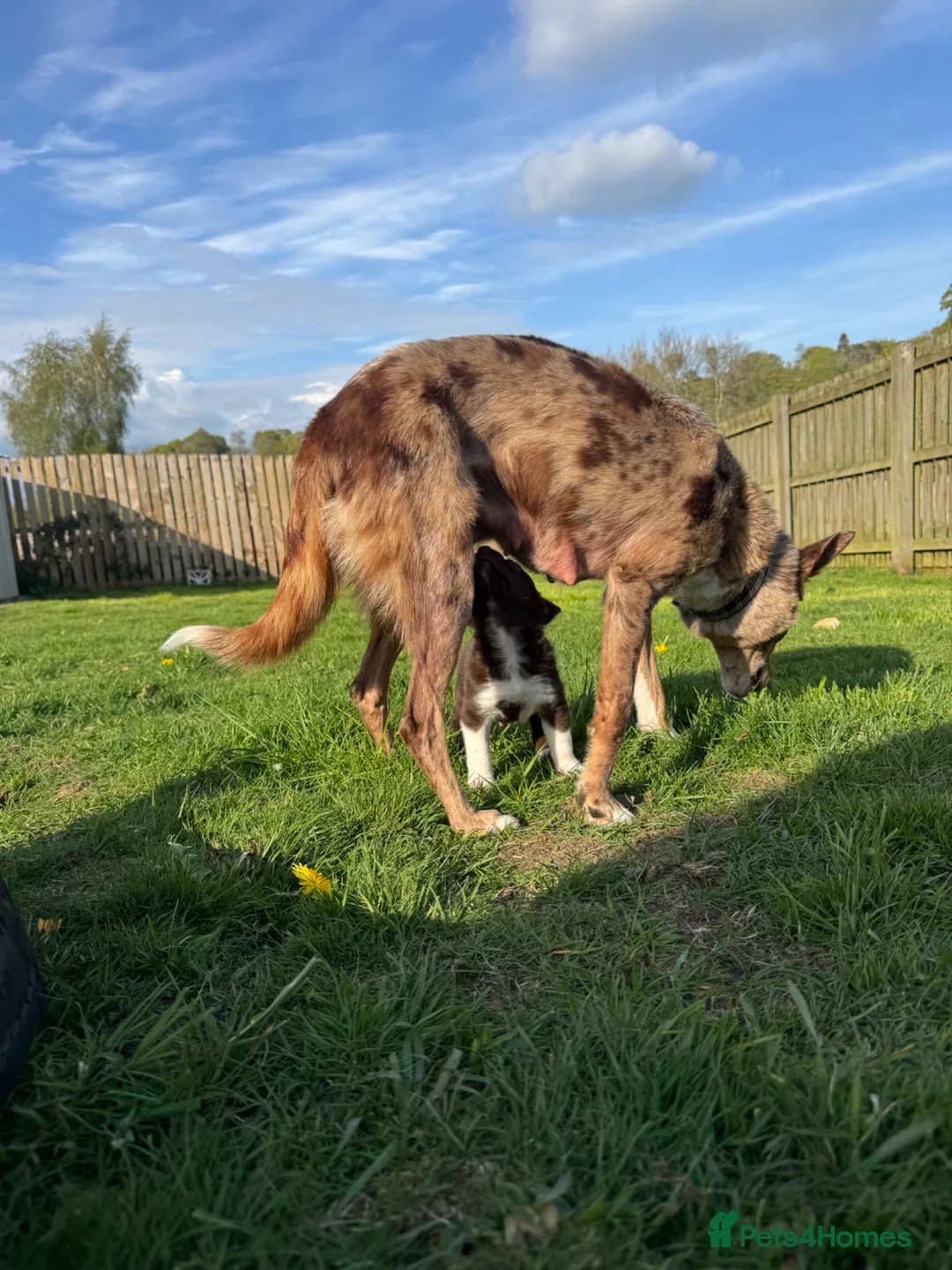 Border Collie dogs for sale: Stunning Border Collie Pup - Advert 6