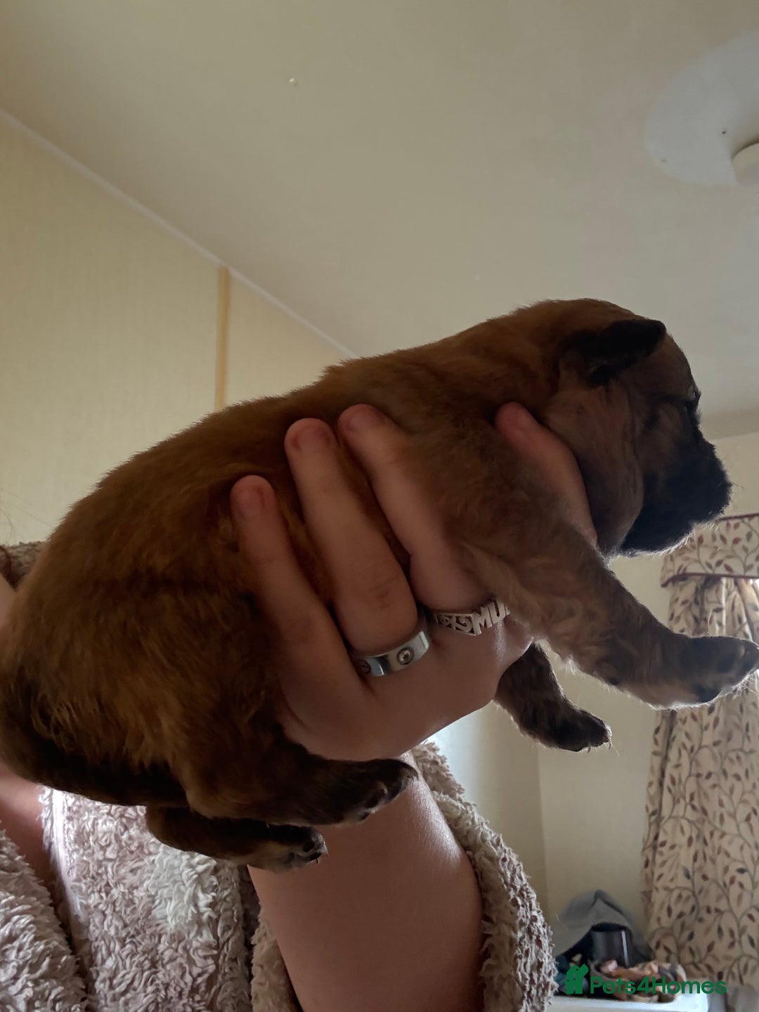 Mixed Breed dogs for sale: German shepherd cross chow chow/French bulldog  - Image 22