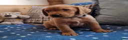 Springador dogs for sale: STUNNING FOX RED SPRINGADOR PUPPIES - Advert 11