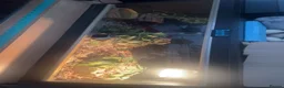 Python Snake reptiles for sale: Ball python and 4x2x2 viv - Advert 10