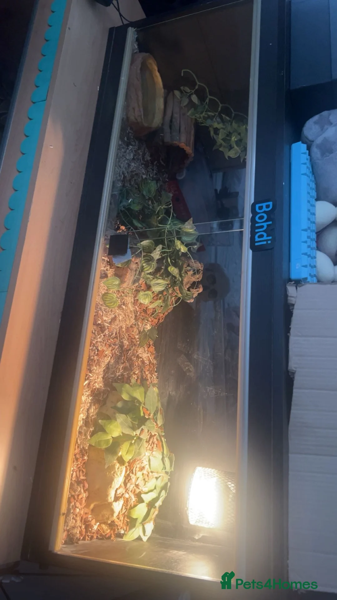 Python Snake reptiles for sale: Ball python and 4x2x2 viv - Advert 10