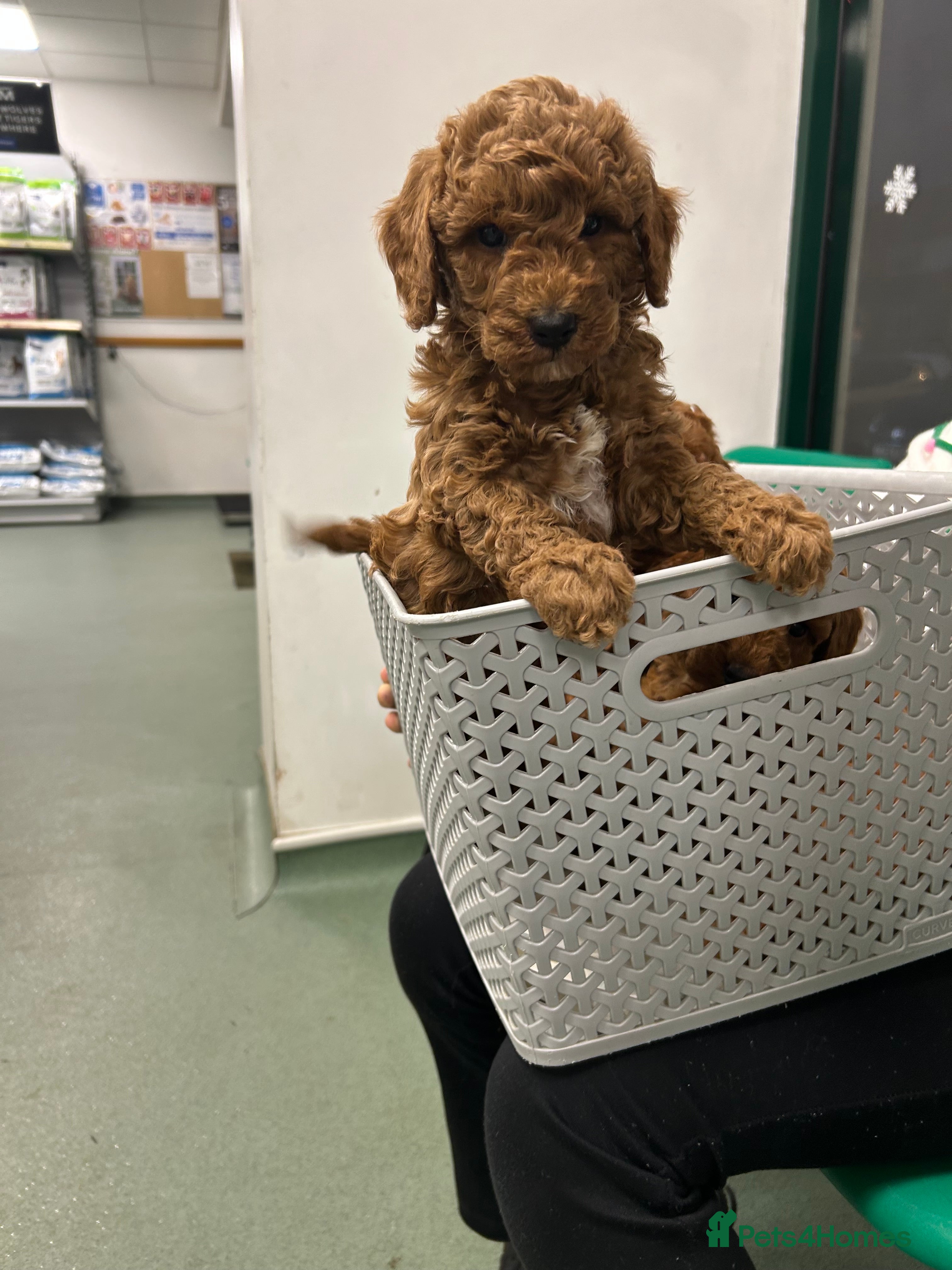 Miniature Poodle dogs 🐩Gorgeous deep red miniature poodles - Advert 1