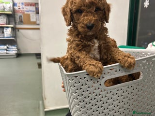 Miniature Poodle dogs 🐩Gorgeous deep red miniature poodles - Advert 1