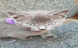 Mixed Breed cats for sale: Grey kittens  - Image 3
