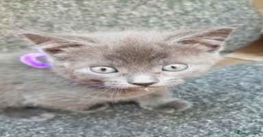 Mixed Breed cats - Advert 3