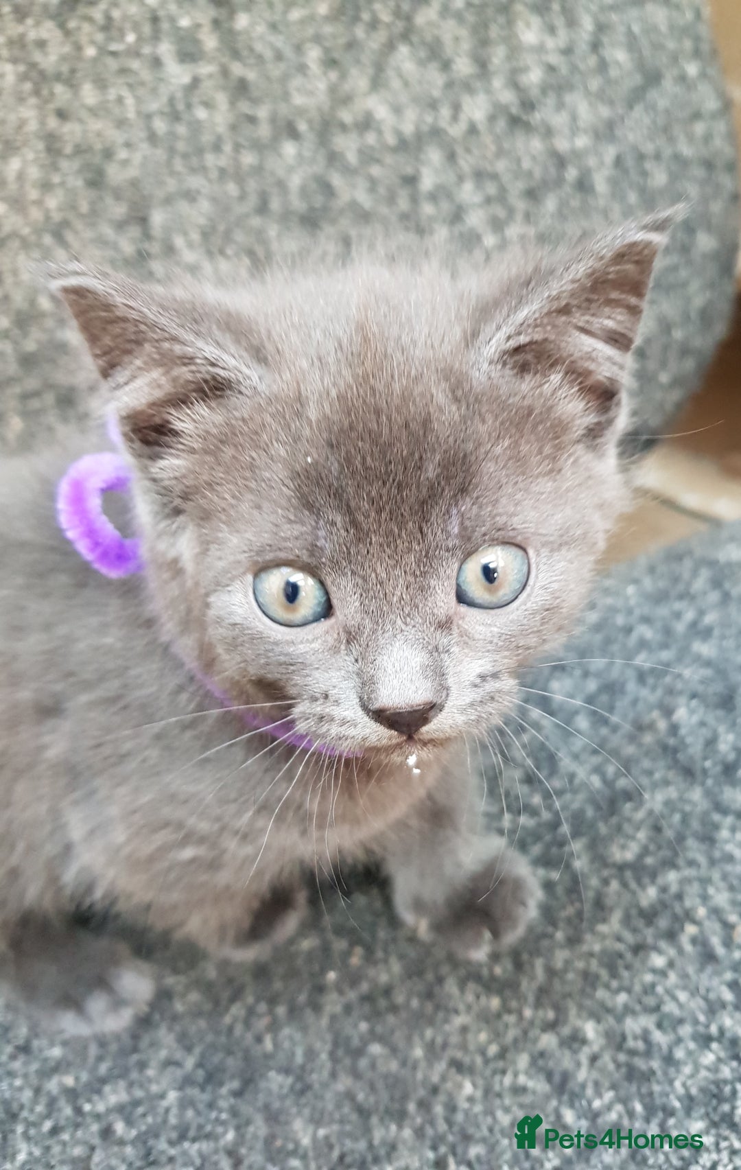 Mixed Breed cats for sale: Grey kittens  - Image 3