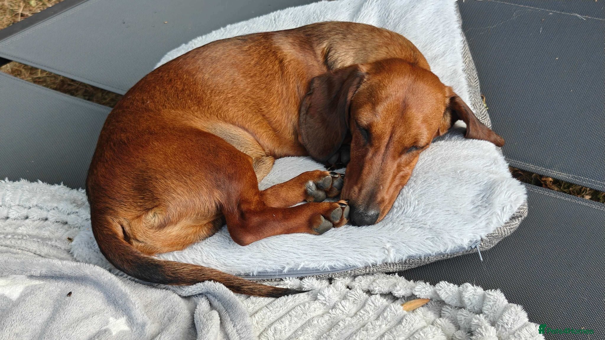 Miniature Dachshund dogs Miniature Dachshund Male 1 year 3 months Neutered - Advert 2