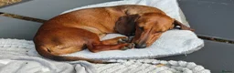 Miniature Dachshund dogs for adoption: Miniature Dachshund Male 1 year 3 months Neutered - Advert 2