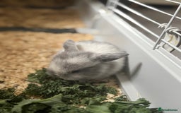 Mini Lop rabbits for sale: Extremely friendly mini lop babies for sale  - Image 13