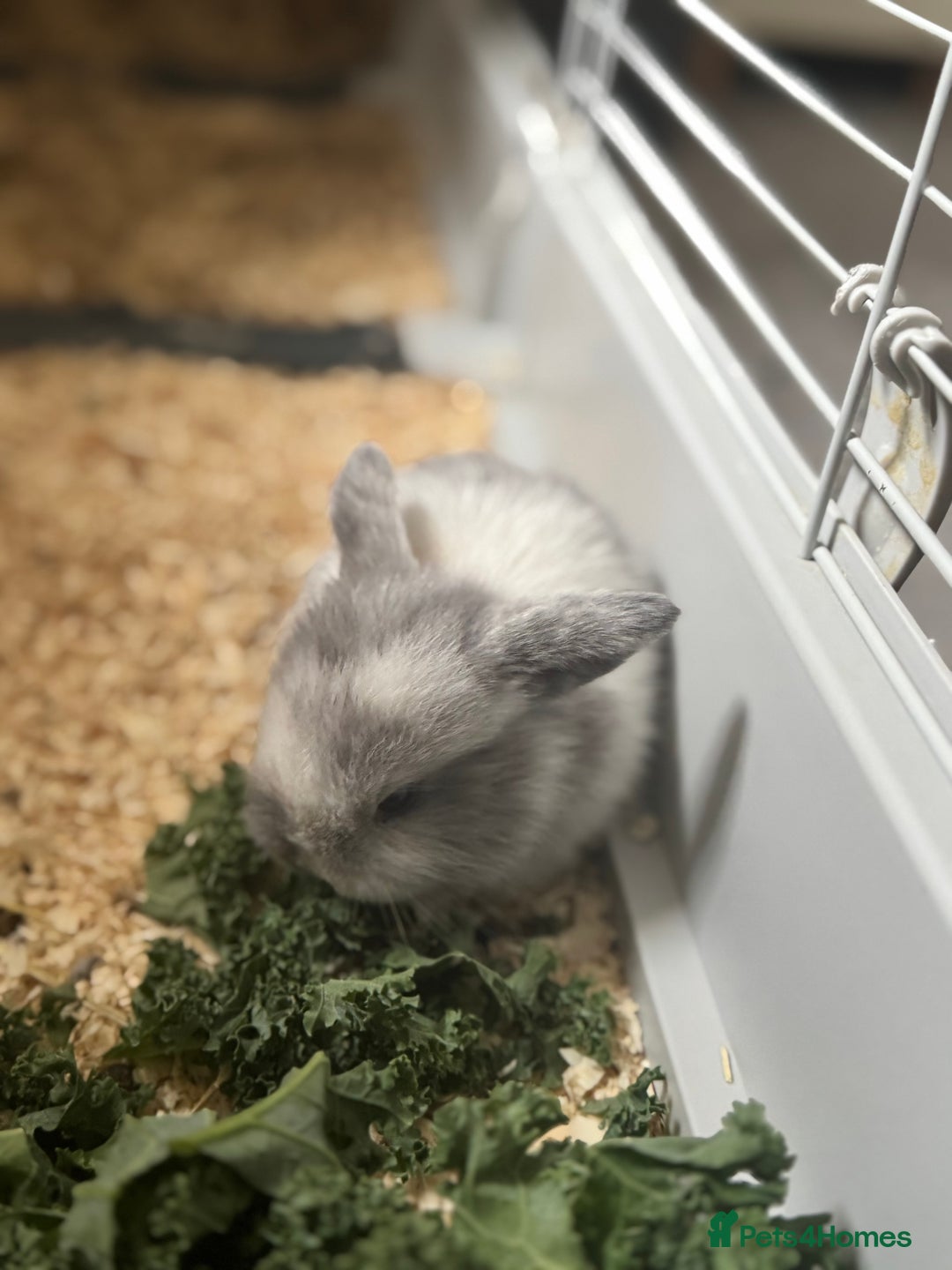 Mini Lop rabbits for sale: Extremely friendly mini lop babies for sale  - Image 13