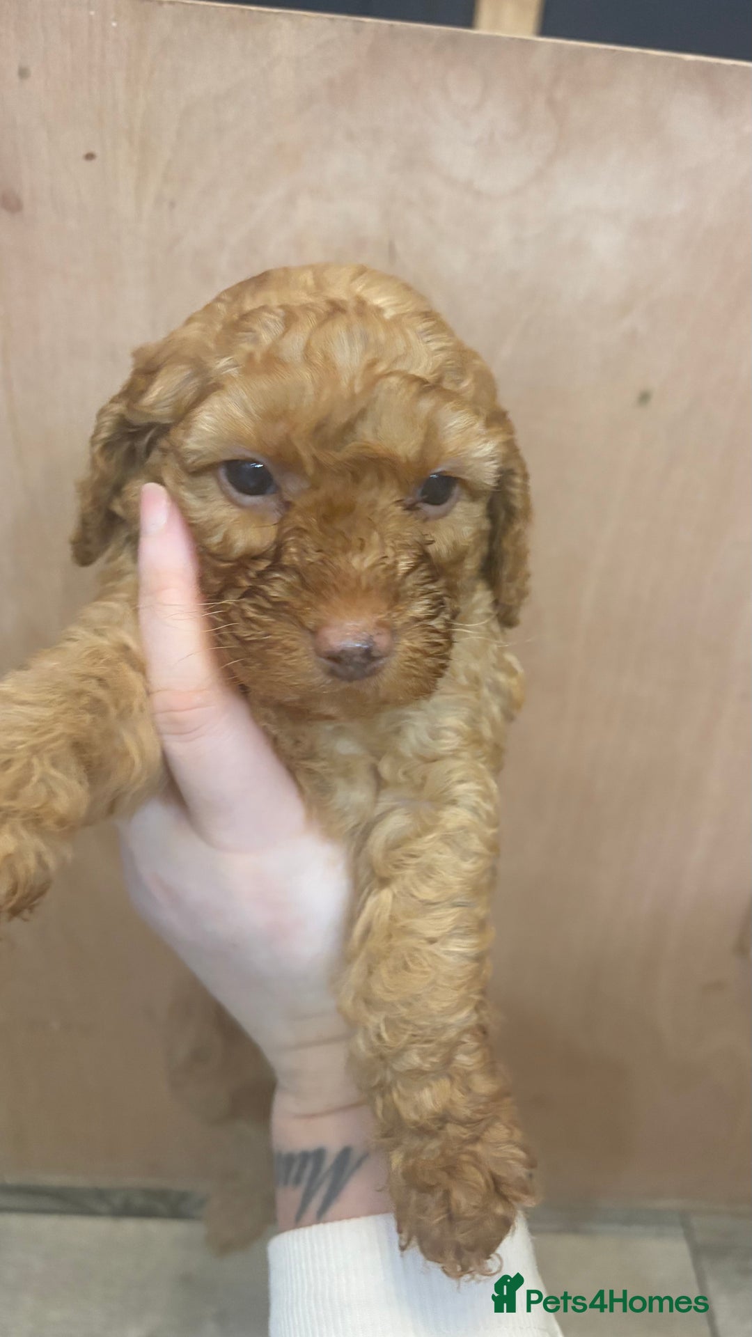 Cockapoo dogs for sale: F1b cockapoos  - Advert 18
