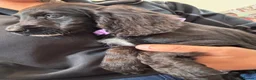 Sproodle dogs for sale: 4LEFT REDUCED!! BEAUTIFUL SPROODLE PUPS! - Advert 5