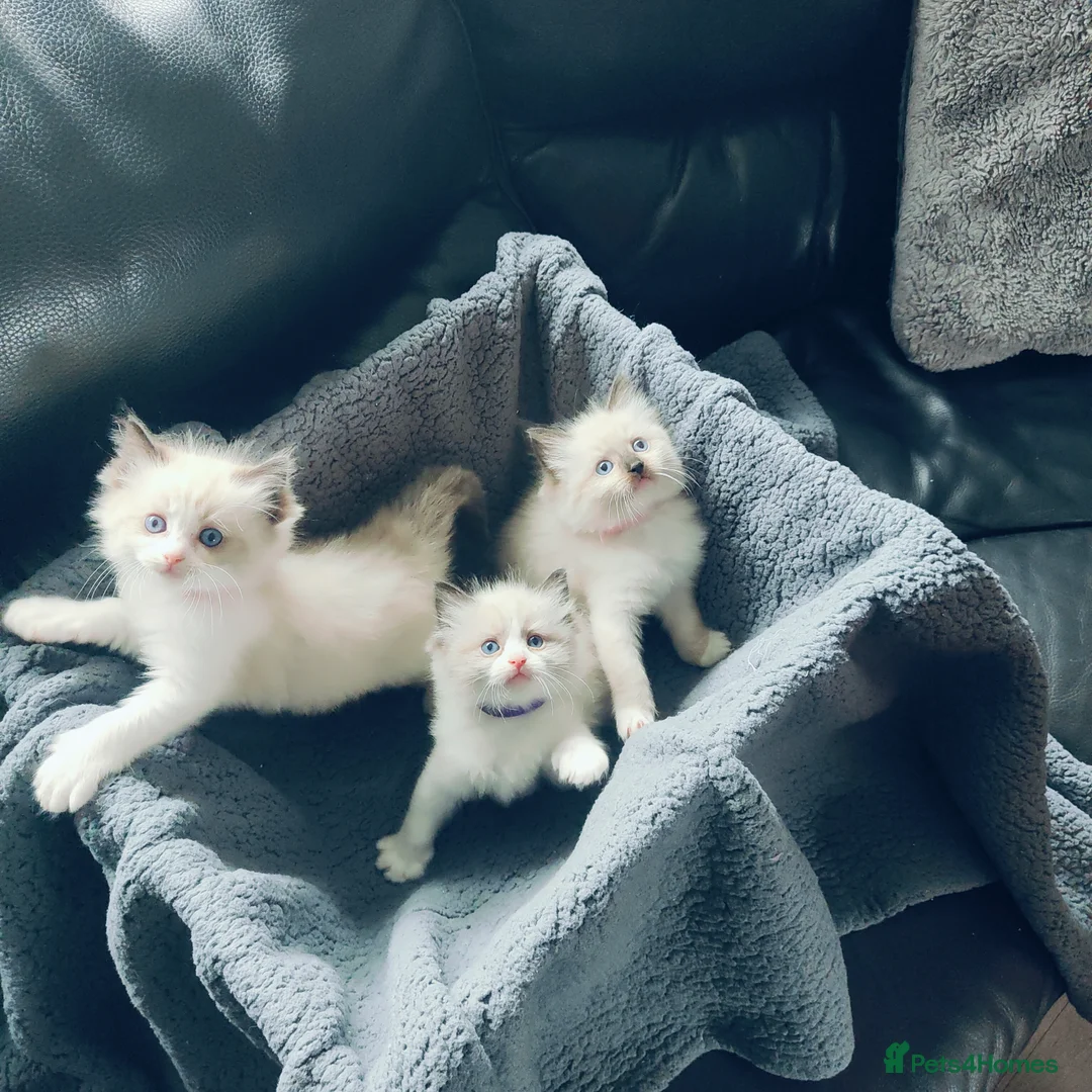 Ragdoll cats for sale: Beautiful Ragdoll kittens 🐾🩷 in Cramlington - Advert 2