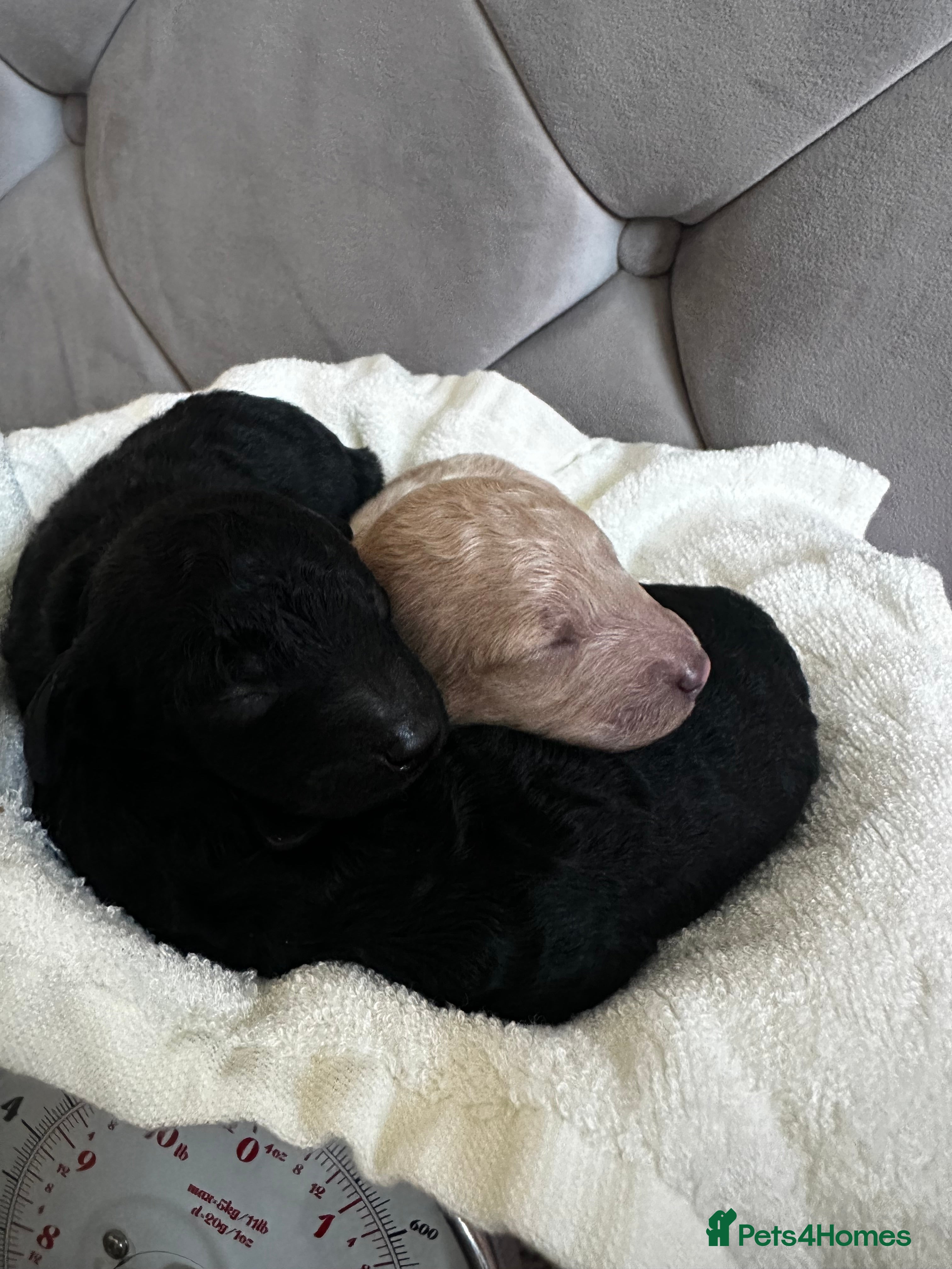 Miniature Poodle dogs Beautiful Miniature Poodles - Advert 11