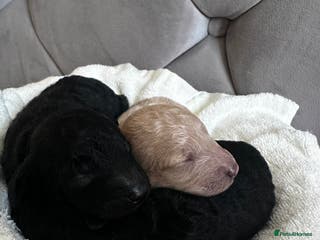 Miniature Poodle dogs Beautiful Miniature Poodles - Advert 11