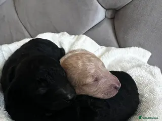 Miniature Poodle dogs Beautiful Miniature Poodles ** 2 now available - Advert 12