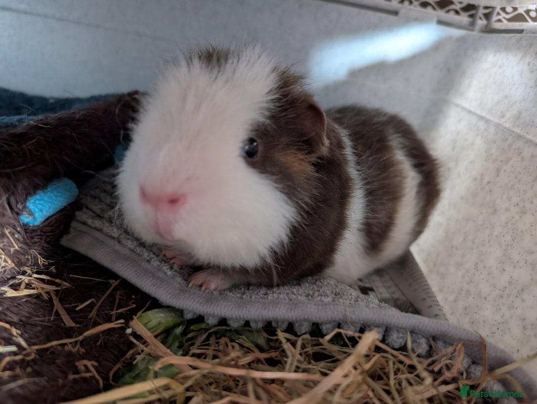 Guinea Pig rodents for sale: Males guinea pigs - Image 4