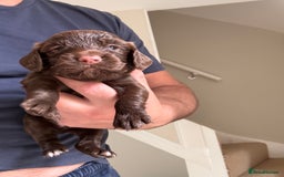 Cocker Spaniel dogs for sale: Well bred KC working cockers  - Image 6