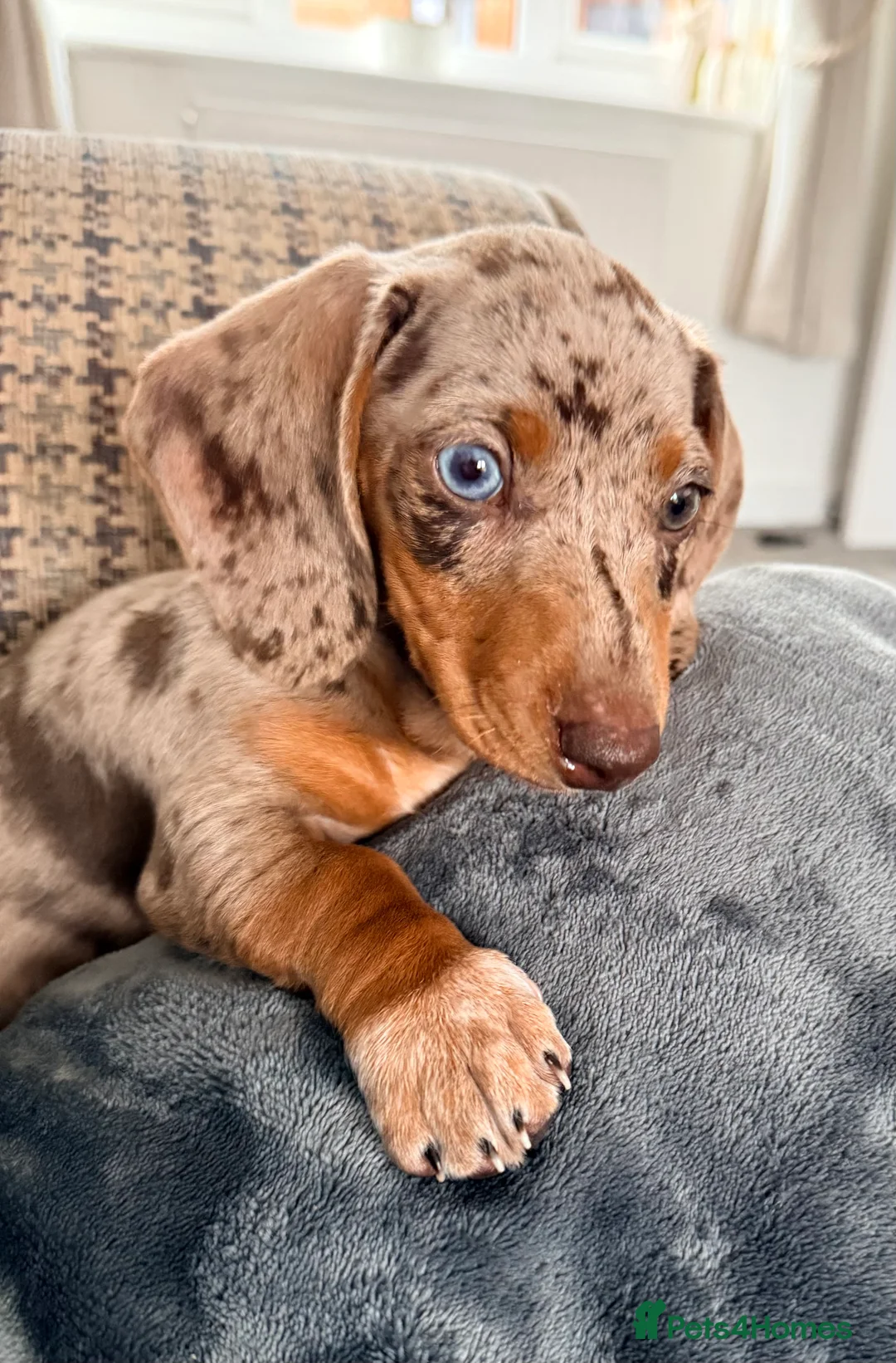 Miniature Dachshund dogs for sale: Miniature dachshund  - Advert 1