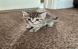 British Shorthair cats for sale: Mixed British shorthair  - Image 3
