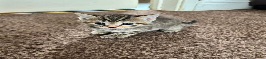 Stripe (Female) 