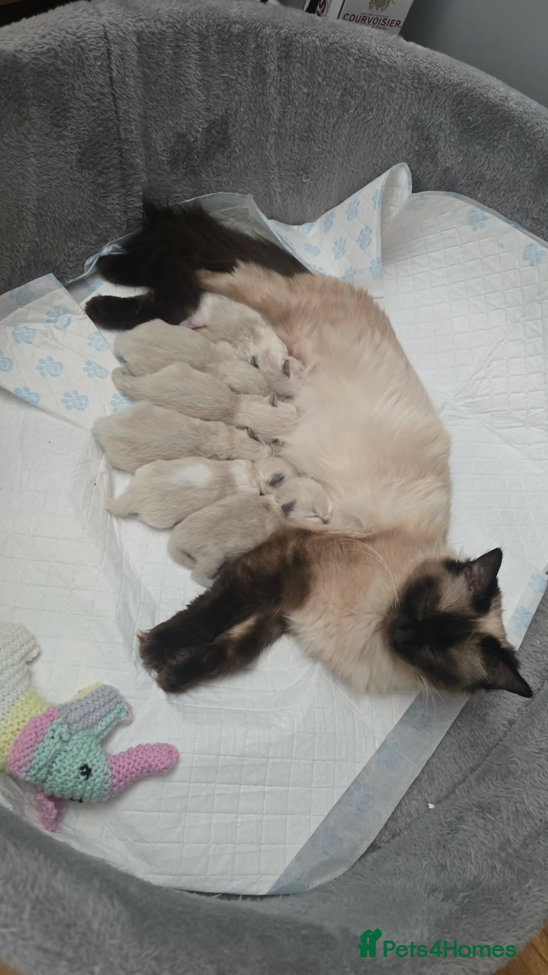 Ragdoll cats for sale: Sky kittens 😸 ♥️  - Advert 2