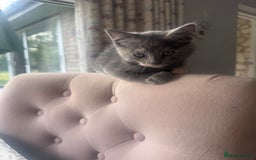 Ragdoll cats for sale: Ragdoll cross kittens - Image 3