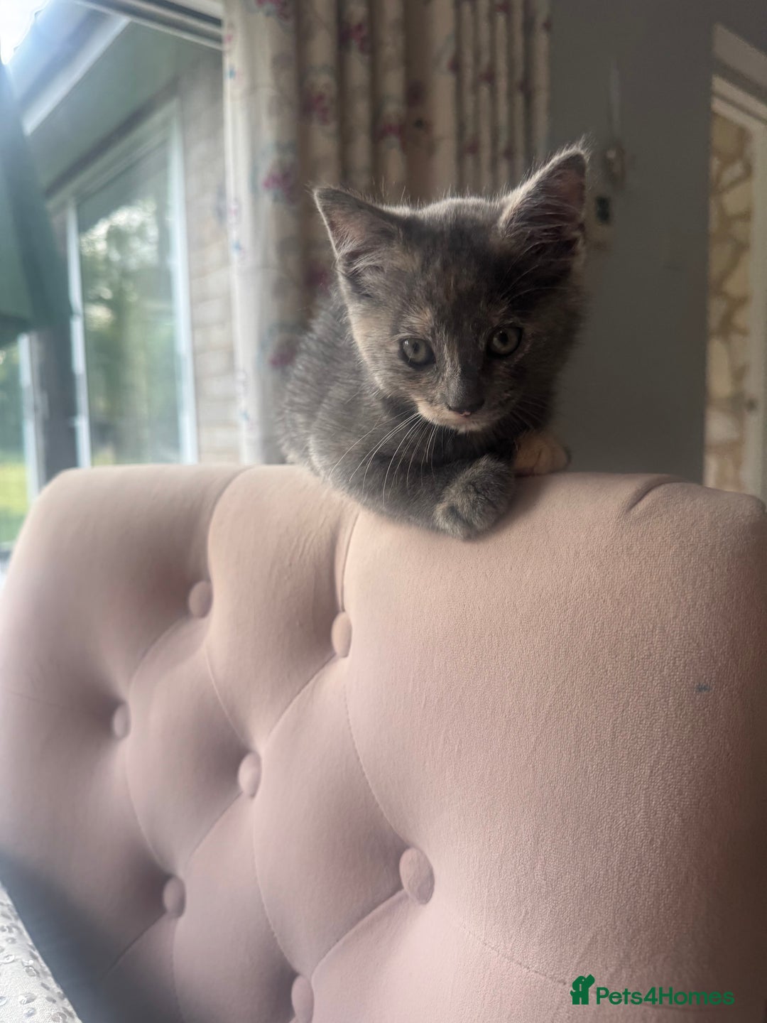 Ragdoll cats for sale: Ragdoll cross kittens - Image 3