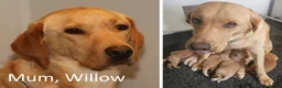 Labrador Retriever dogs for sale: Stunning Red/Golden Labs-KC Reg, Health Checked - Advert 9