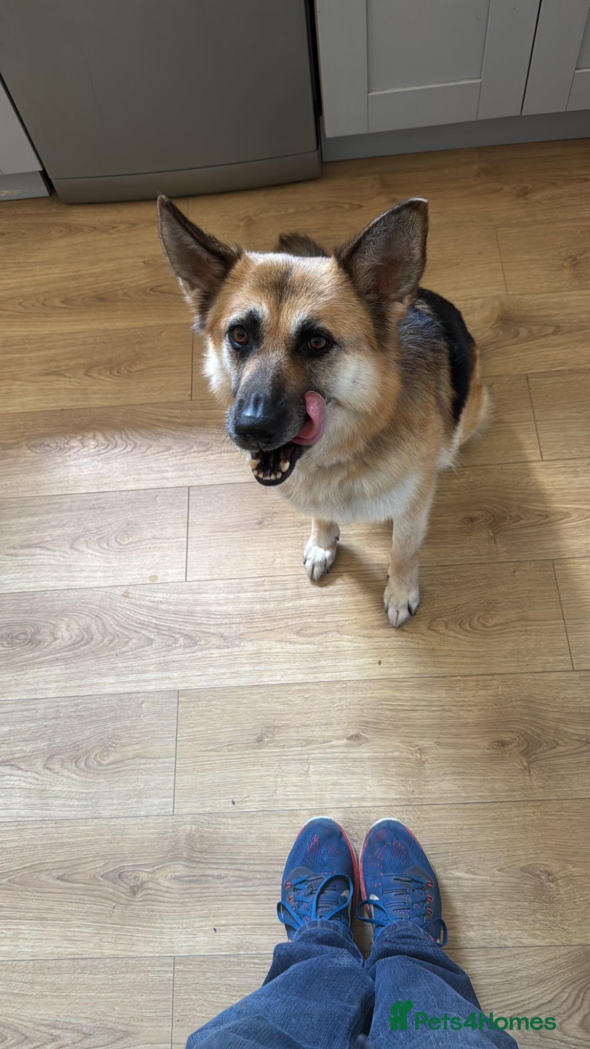 German Shepherd dogs Luna - Beautiful, Affectionate Dog - Advert 1