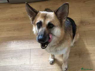 German Shepherd dogs Luna - Beautiful, Affectionate Dog - Advert 1