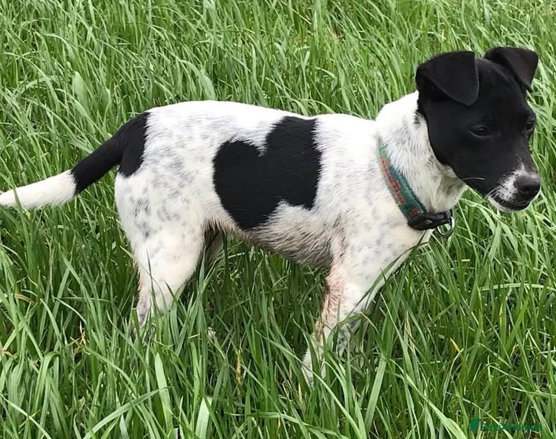 Mixed Breed dogs for sale: Jack Russell x Lakeland terrier - Advert 15