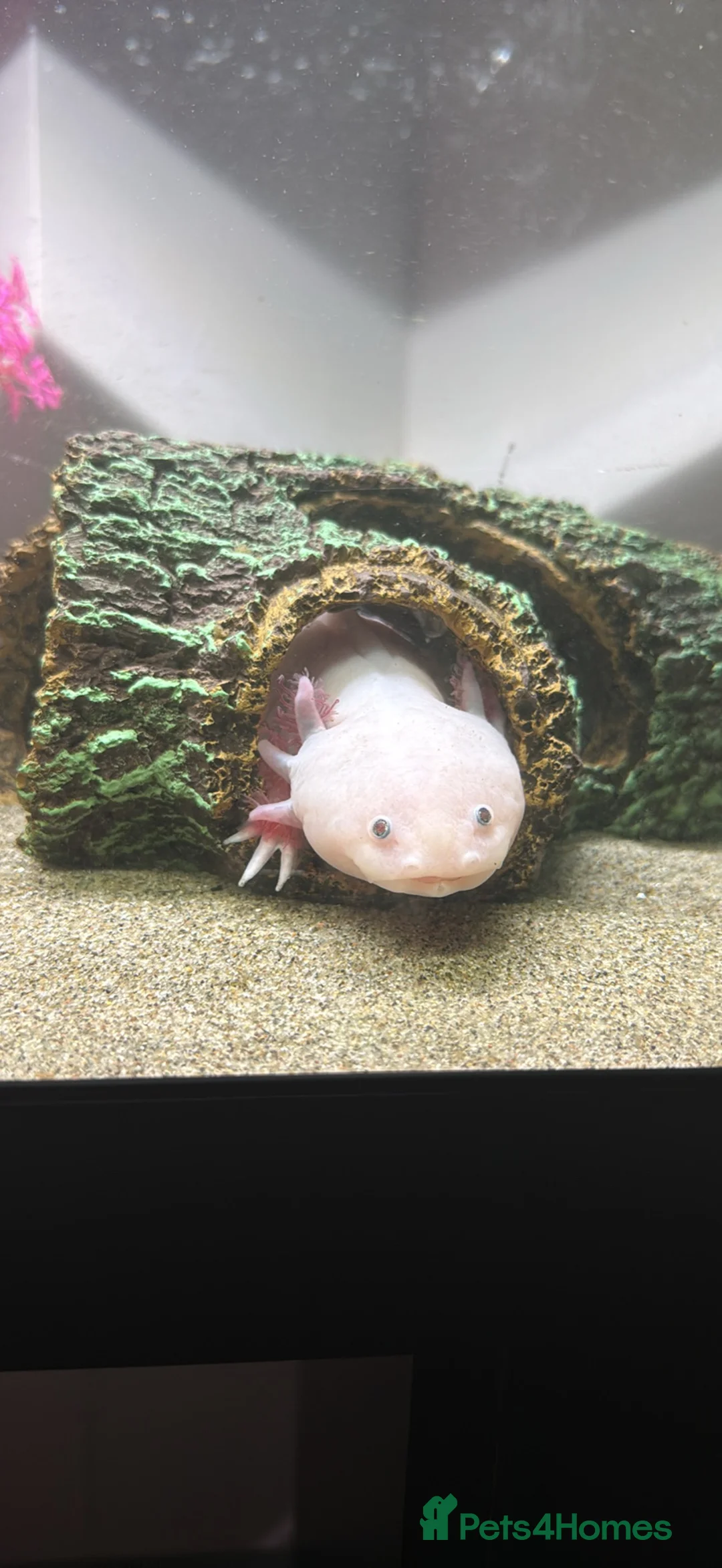 Axolotl reptiles for sale: Albino axolotl, tank and stand for sale in Tonbridge - Advert 2