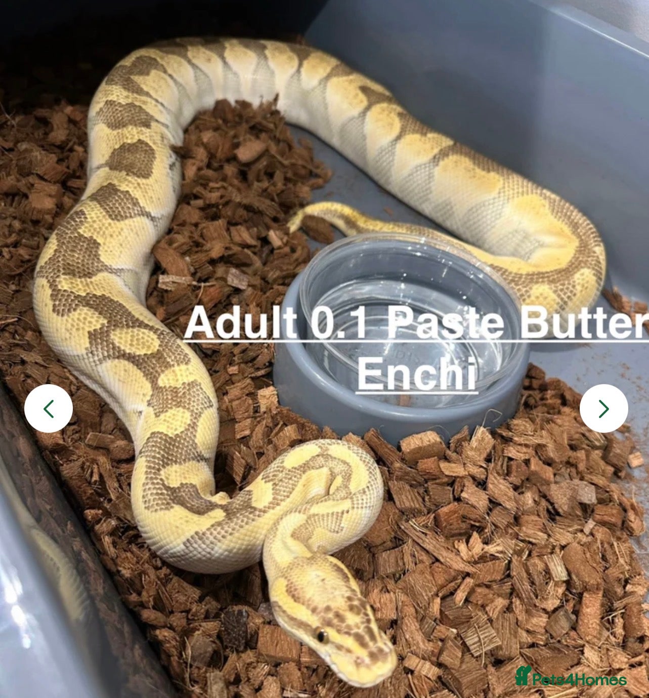Python Snake reptiles Stunning Royal Pythons for sale  - Advert 5