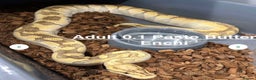 Python Snake reptiles for sale: Stunning Royal Pythons for sale  - Advert 3