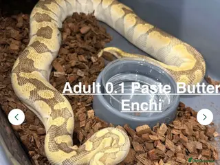 Python Snake reptiles Stunning Royal Pythons for sale - Advert 9