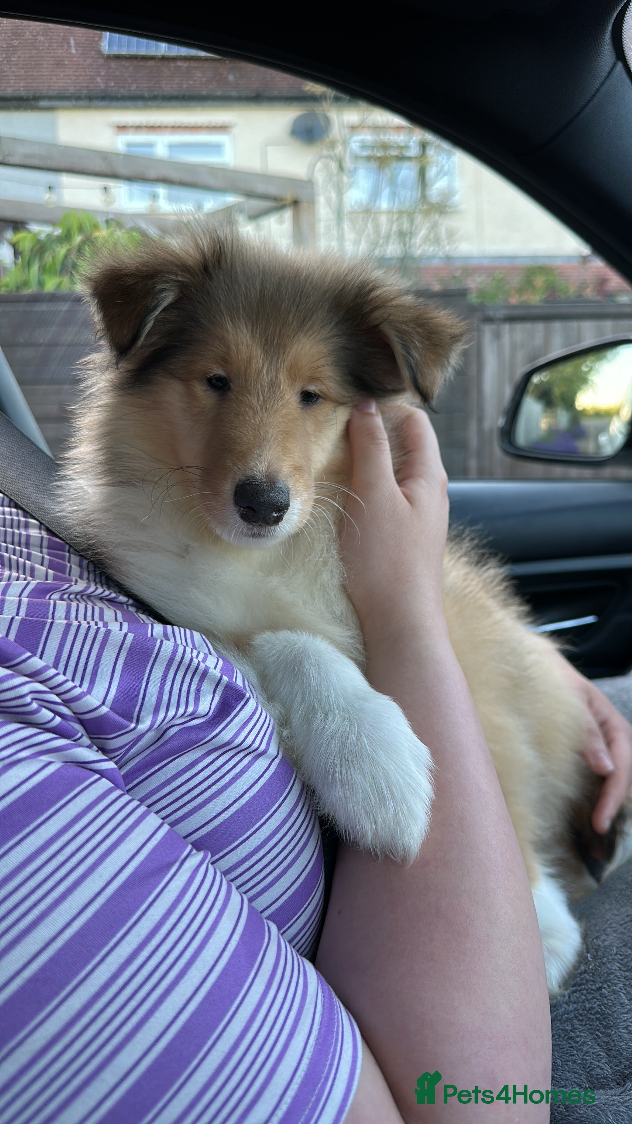 Rough Collie dogs 1 Male KC Rough Collie Puppies Sable & White - Advert 3