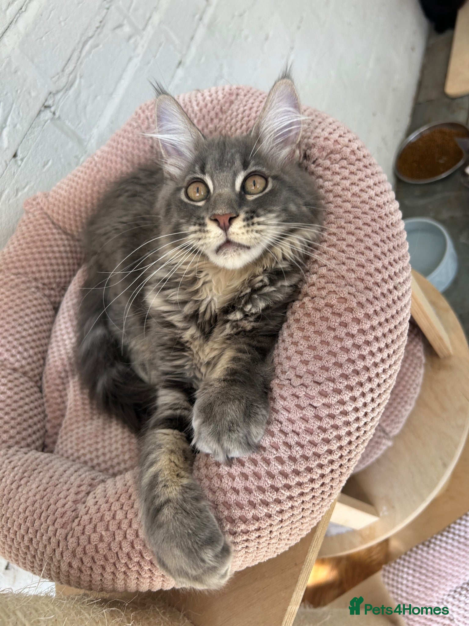 Maine Coon cats TICA Maine Coon Girls Ready Now DNA clear  - Advert 2